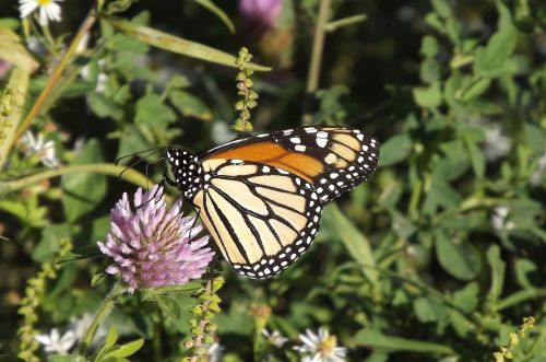 fauna insect butterfly