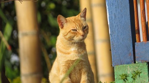 fauna domestic animal cat