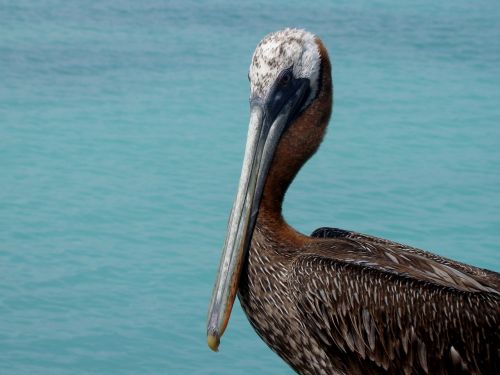 fauna pelican peak
