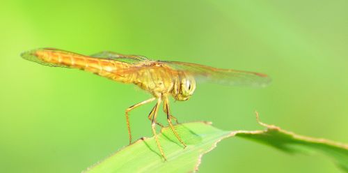 fauna dragonfly macro
