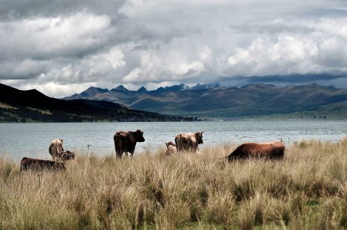 fauna peru cows