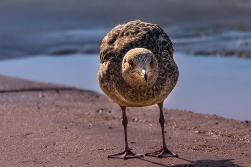 fauna nature bird