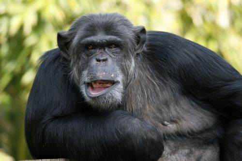 fauna mammal portrait