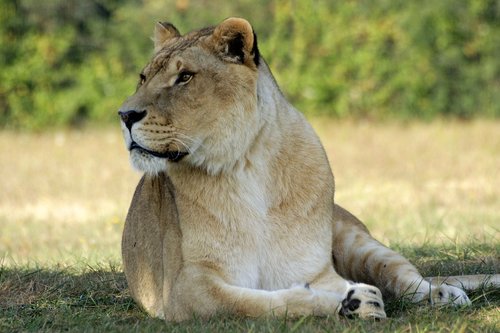 fauna  mammal  lion