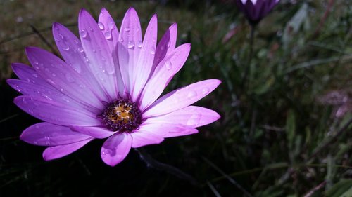 fauna  flower  droplets