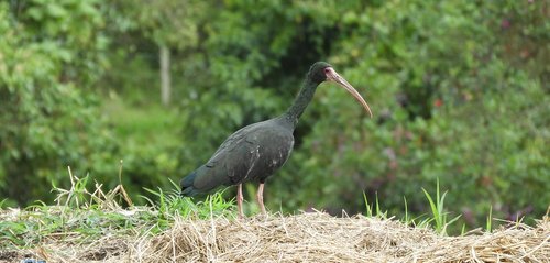 fauna  ave  ibis