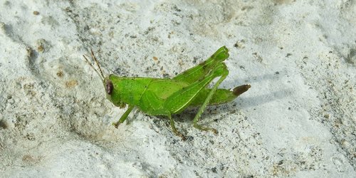 fauna  insect  cricket