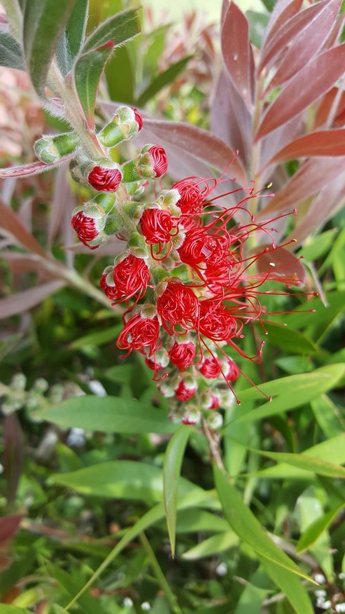 fauna  flowers  red