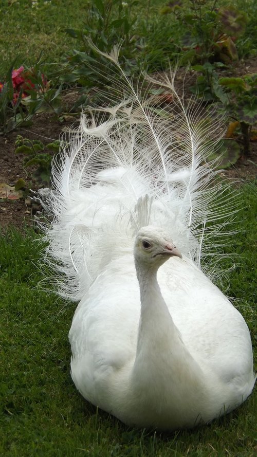 fauna  peacock  animal