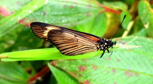 fauna  insect  butterfly