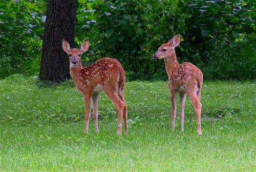 fawn deer twins