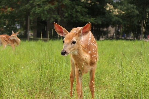 fawn  whitetail deer  deer