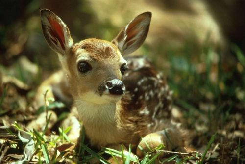 fawn deer baby