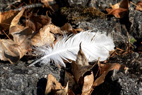feather individually bird feather