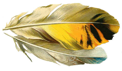 feather quill old