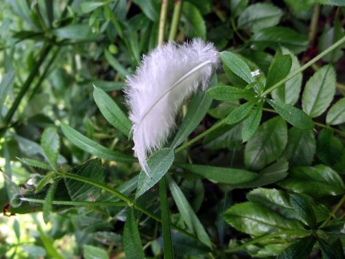 feather angel holy