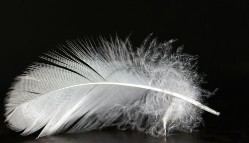 feather feather fluff white