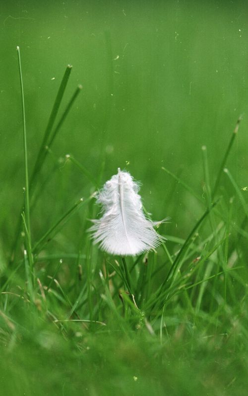 feather green grass