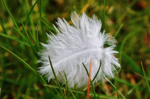 feather bird meadow