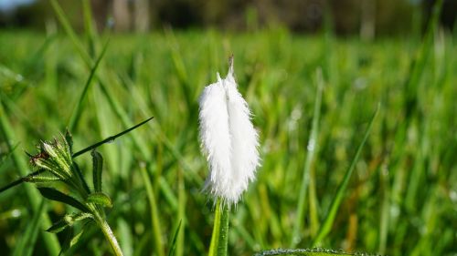 feather green nature