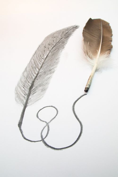 feather drawing charcoal pencil