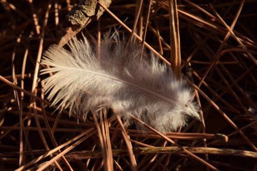 feather bird feather fluff