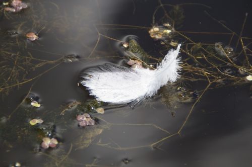 feather white feather water bird