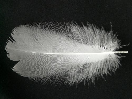 feather white filigree