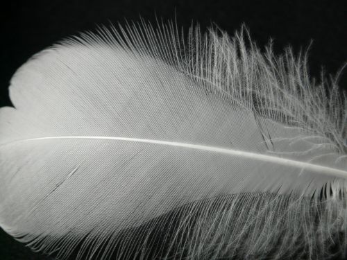 feather white filigree