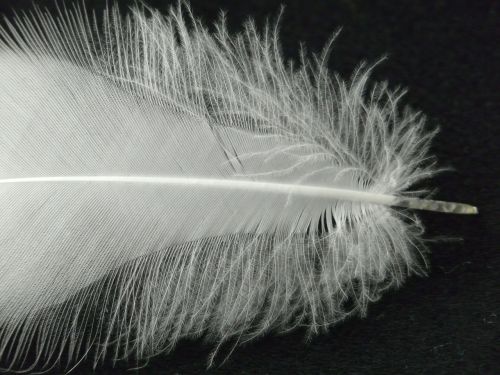 feather white filigree