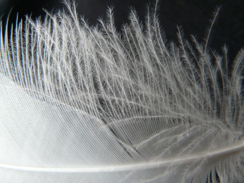 feather white filigree