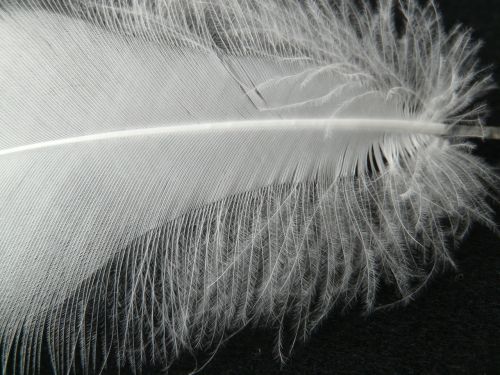 feather white filigree