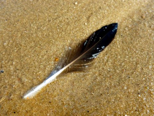 feather bird feather sand