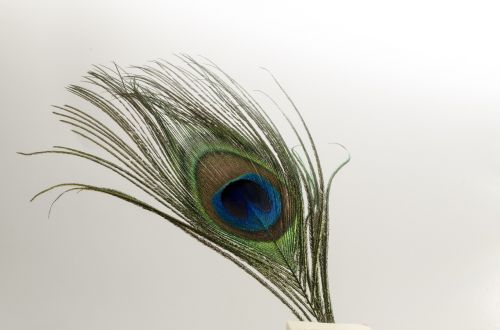 feather bird peacock