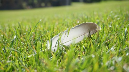 feather grassland goose feather