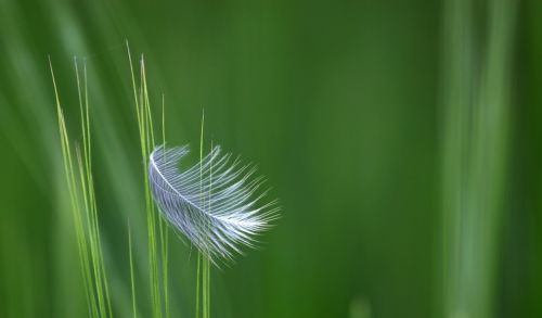 feather corn field