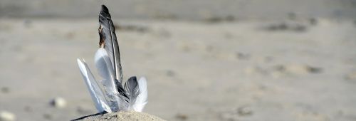 feather gulls feathers sand