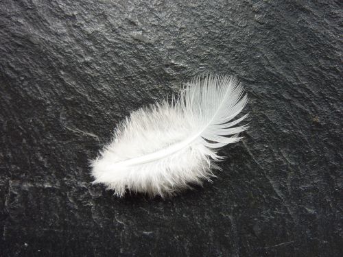 feather white slightly