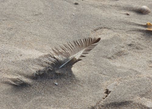 feather sand wind