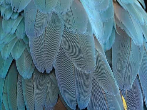 feather plumage blue