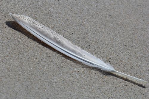 feather nature sand