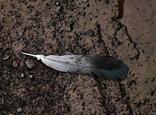 feather bird nature