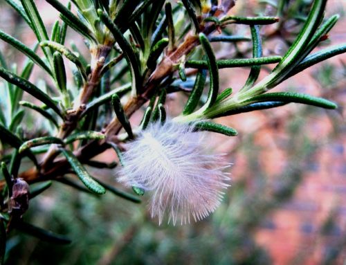 feather white soft