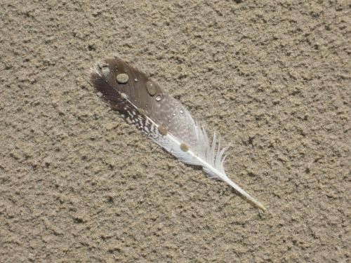 feather seagull feather beach