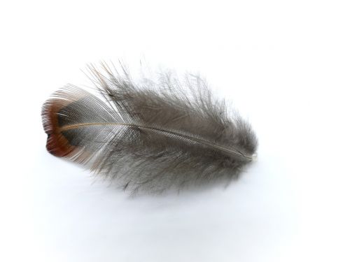 feather pheasant pheasant feather
