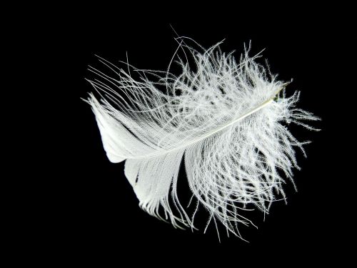 feather down white