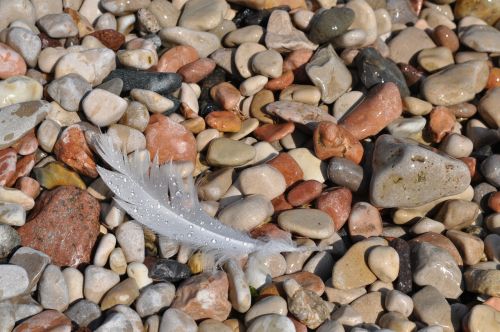 feather pebbles stone