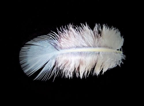 feather down bird feather