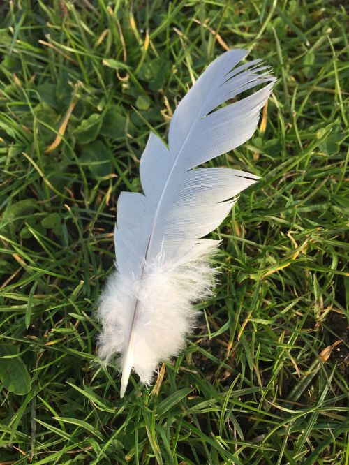 feather grass white