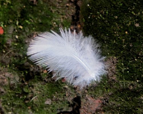 feather down feather white